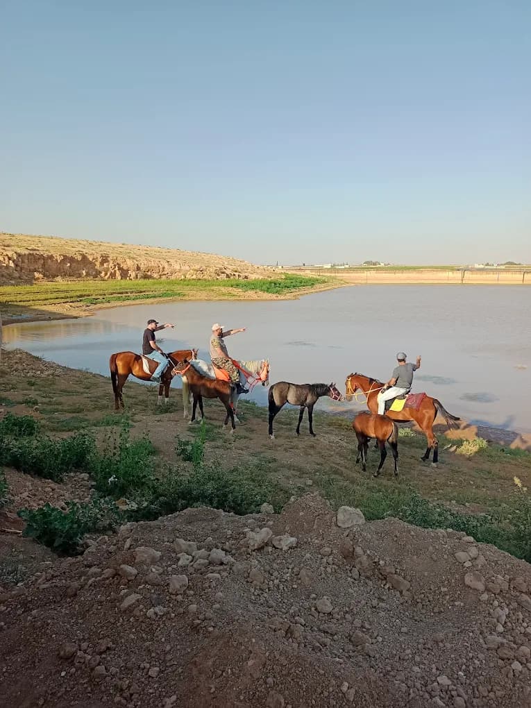 اسطبلات الوطن للفروسية  — إربد