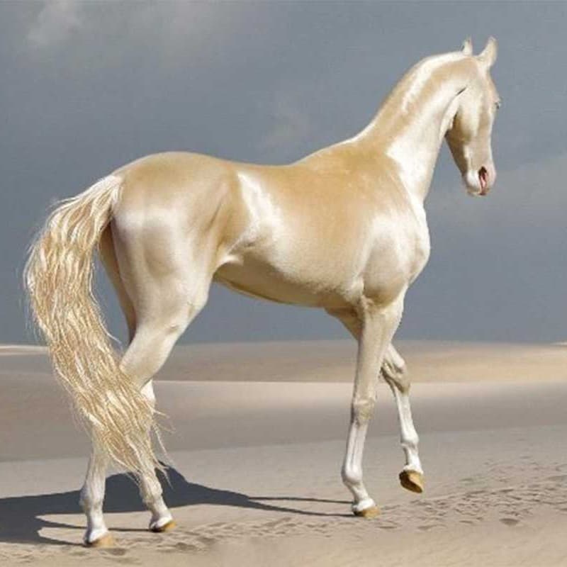 Akhal-Teke
