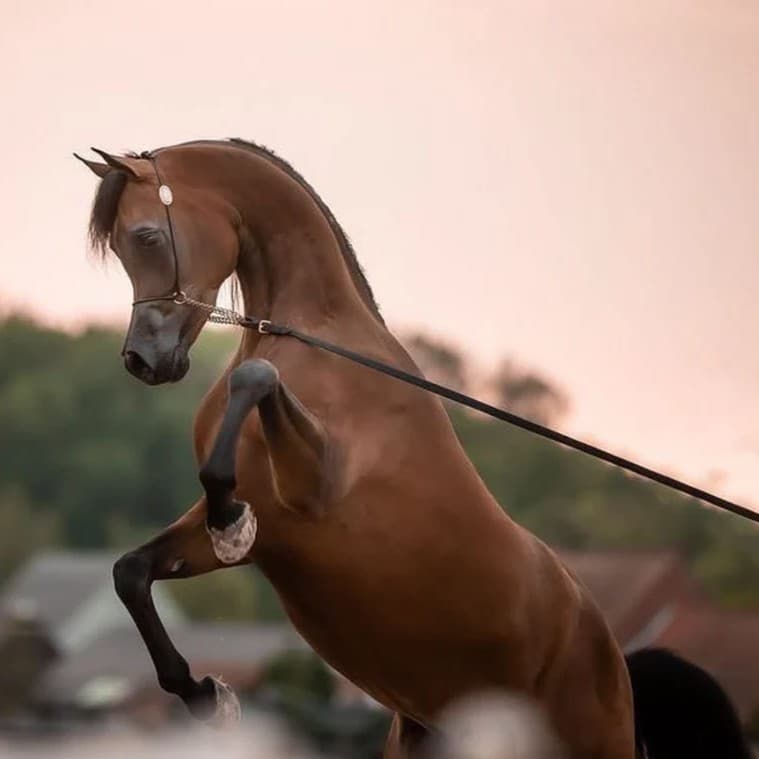 الخيل العربي