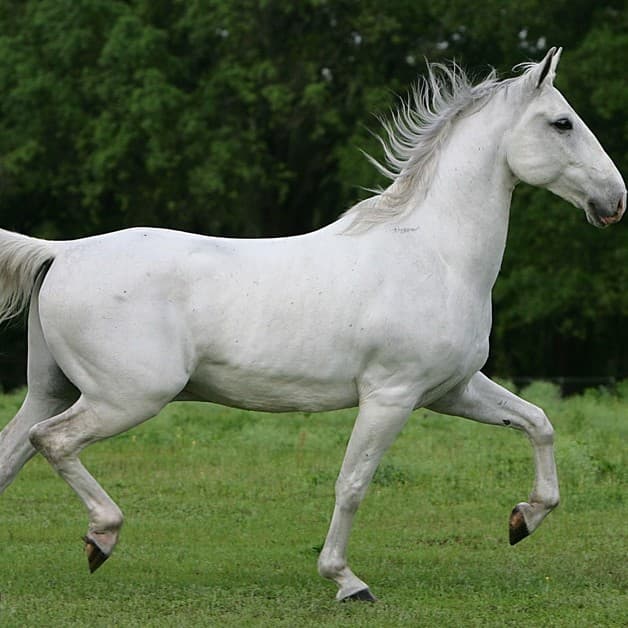 Lipizzaner (Lipizzan)